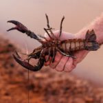 Crawdads - A Person Holding a Crayfish