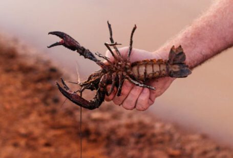 Crawdads - A Person Holding a Crayfish