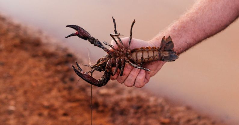Crawdads - A Person Holding a Crayfish