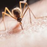 Parasite - Mosquito Biting on Skin