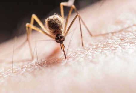 Parasite - Mosquito Biting on Skin