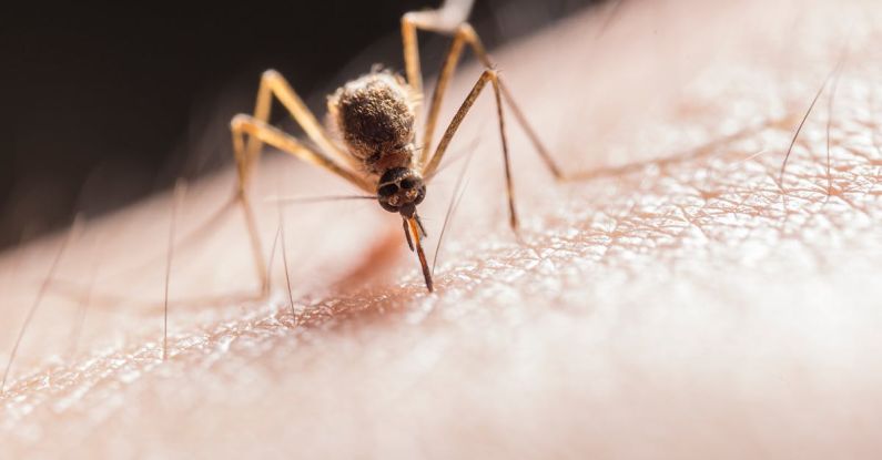 Parasite - Mosquito Biting on Skin