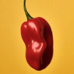 Sgt. Pepper - A red pepper on a yellow background