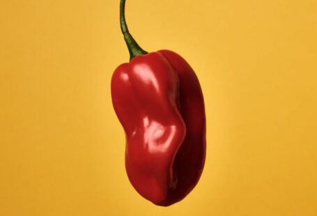 Sgt. Pepper - A red pepper on a yellow background