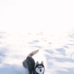 Animal Crossing - Husky Dog Enjoying Run in Fresh White Snow