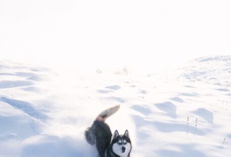 Animal Crossing - Husky Dog Enjoying Run in Fresh White Snow
