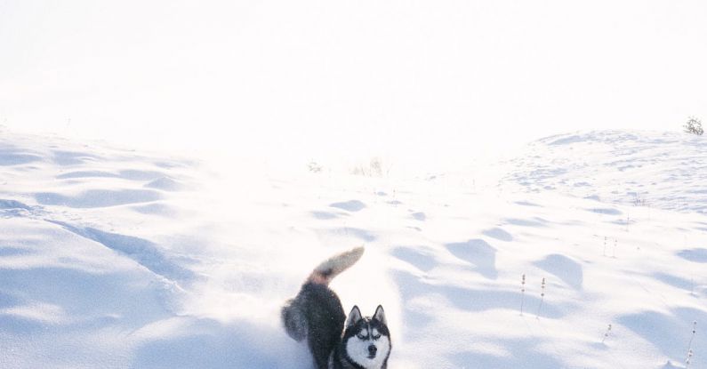 Animal Crossing - Husky Dog Enjoying Run in Fresh White Snow