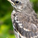 Mockingbird - A small bird sitting on a branch of a tree