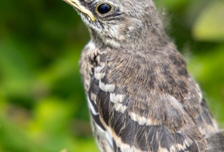 Mockingbird - A small bird sitting on a branch of a tree