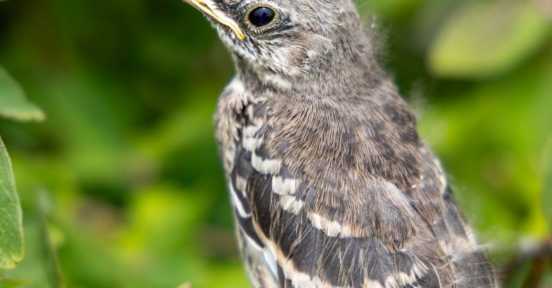 Mockingbird - A small bird sitting on a branch of a tree
