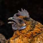 Americanah - Close Up Shot of Brown Chicken