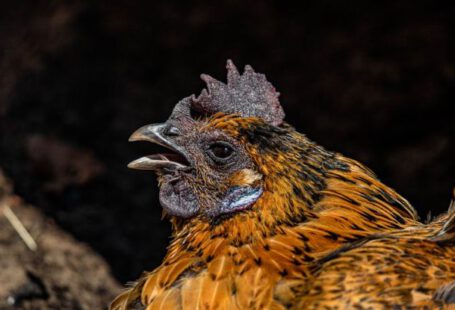 Americanah - Close Up Shot of Brown Chicken