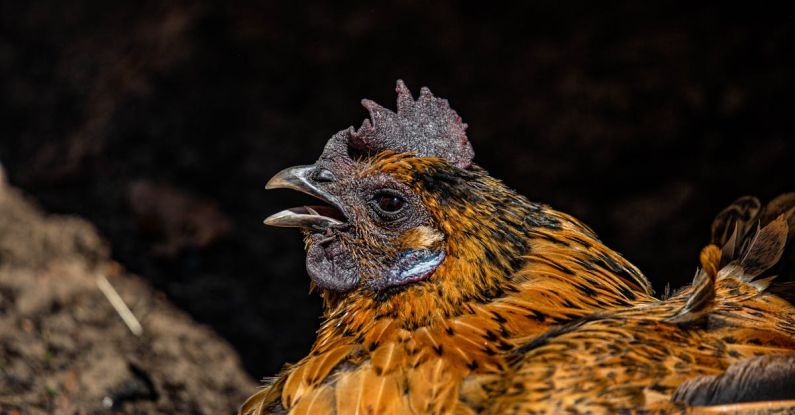 Americanah - Close Up Shot of Brown Chicken