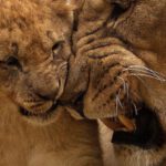 Lion King - Adult Lion Playing With Lion Cub