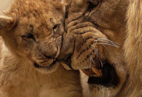 Lion King - Adult Lion Playing With Lion Cub