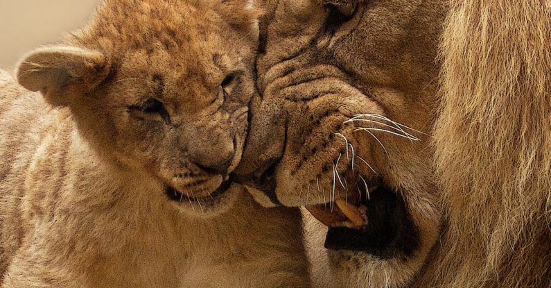 Lion King - Adult Lion Playing With Lion Cub