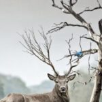 Wild - Brown Deer Near Withered Tree